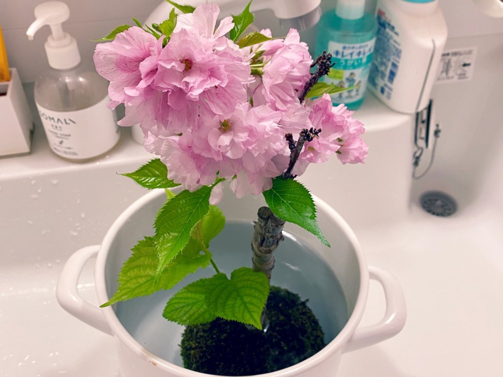 苔玉桜 水やり