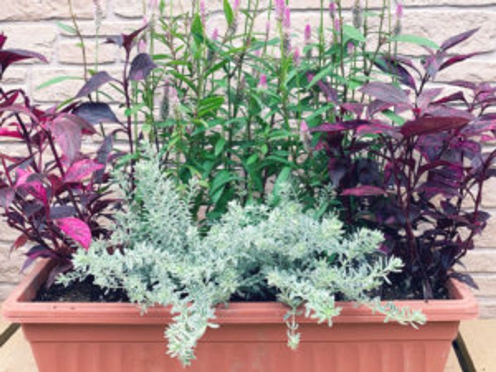 オーストラリアンローズマリー　ラベンダー　寄せ植え