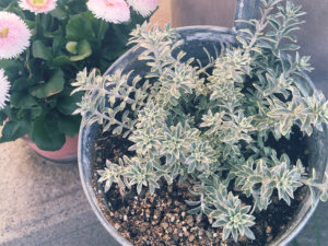 ローズマリーの寄せ植え｜相性のいい植物やおすすめの組み合わせは