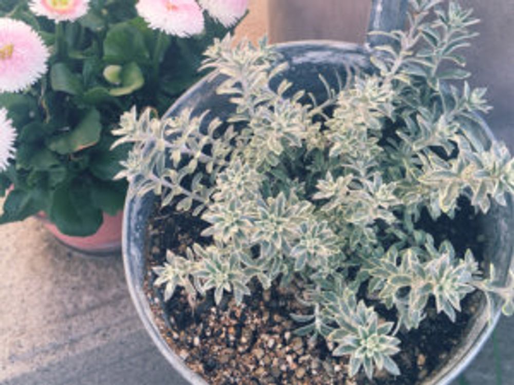 オーストラリアンローズマリー