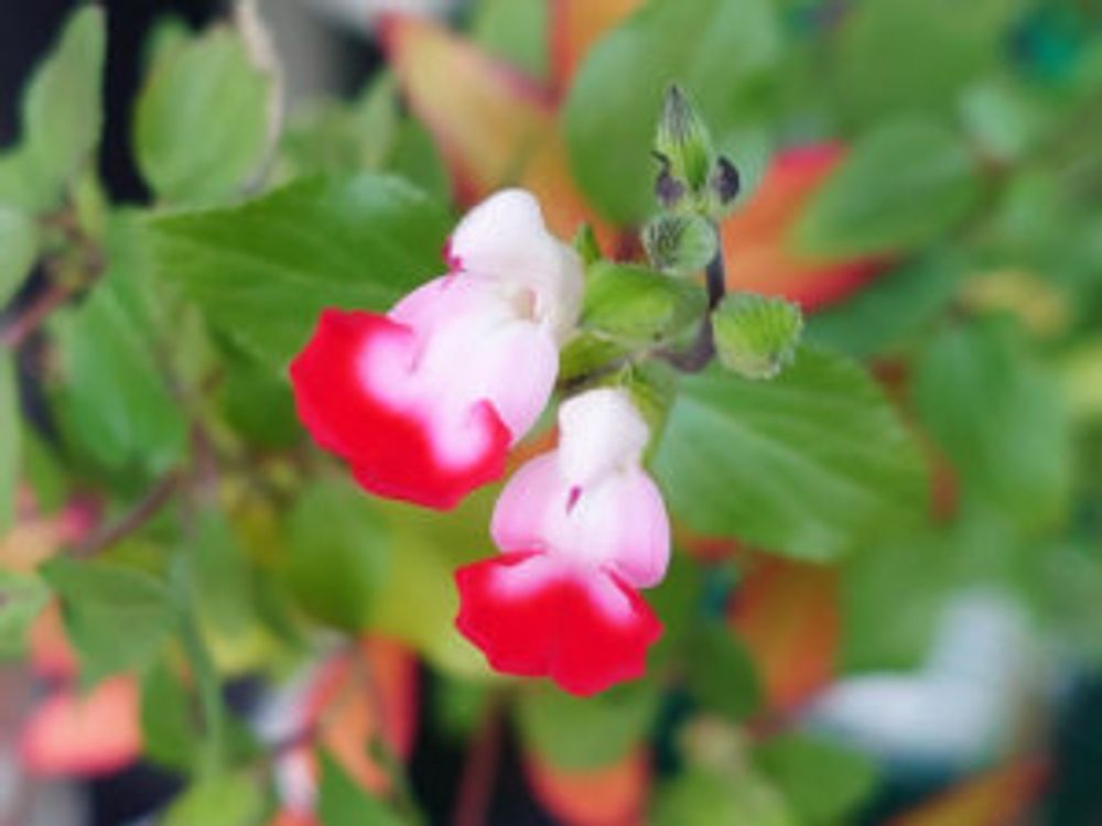 チェリーセージ