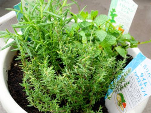 ローズマリーの寄せ植え 相性のいい植物やおすすめの組み合わせは Greensnap グリーンスナップ