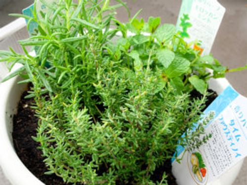 ローズマリーの寄せ植え 相性のいい植物やおすすめの組み合わせは Greensnap グリーンスナップ ローズマリーの寄せ植え 相性のいい植物やおすすめの組み合わせは Greensnap グリーンスナップ