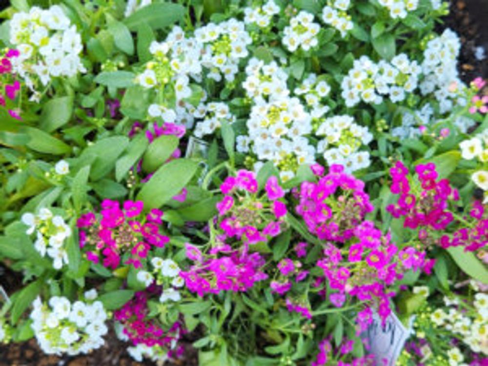 スイートアリッサム