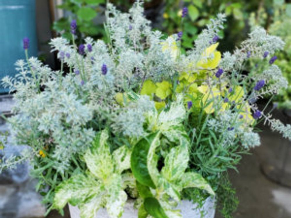 ラベンダー　寄せ植え