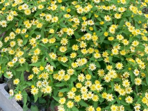 メランポジウムの育て方 種まきや切り戻しの時期や方法 こぼれ種でも増える Greensnap グリーンスナップ