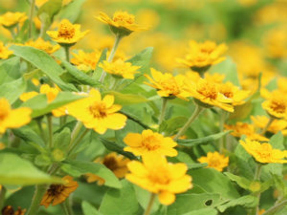 メランポジウム 斜め