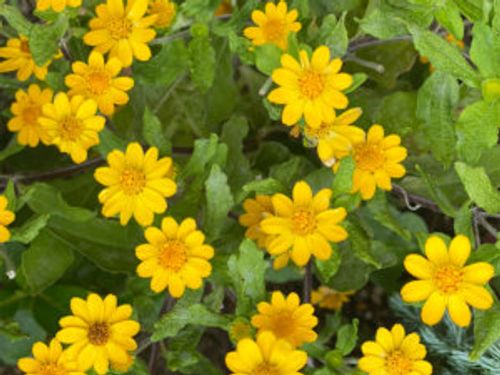 メランポジウムの育て方 種まきや切り戻しの時期や方法 こぼれ種でも増える Greensnap グリーンスナップ