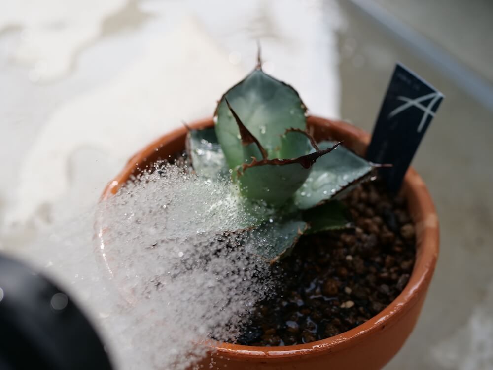 アガベ 植え替え 水やりをたっぷり