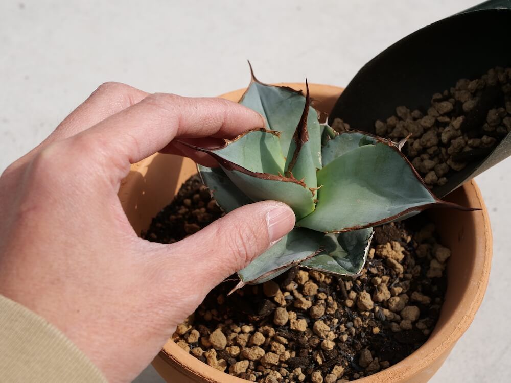 アガベ 植え替え 鉢の9分目まで土をいれる