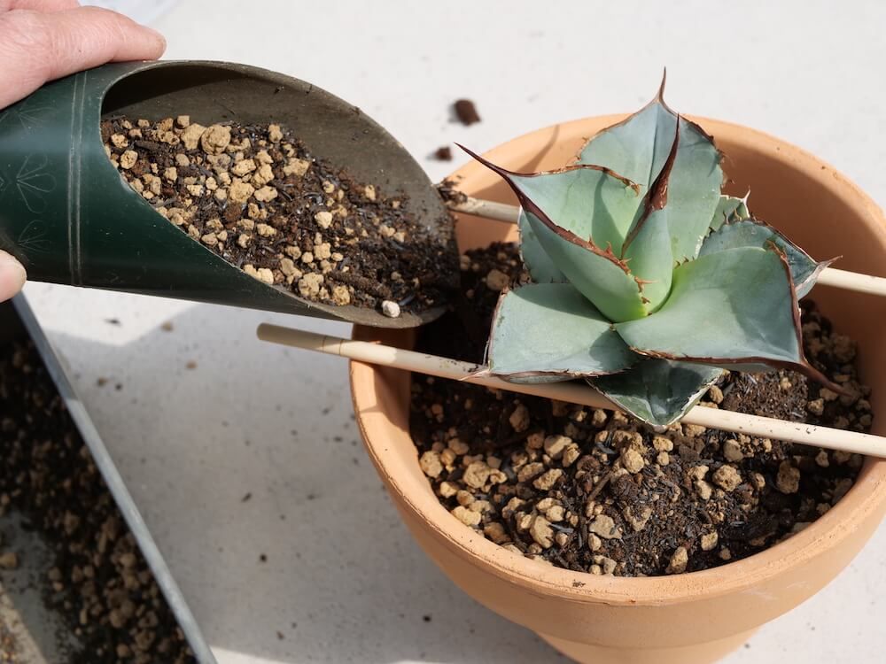 アガベ 植え替え 割り箸で支えながら隙間に土をいれる