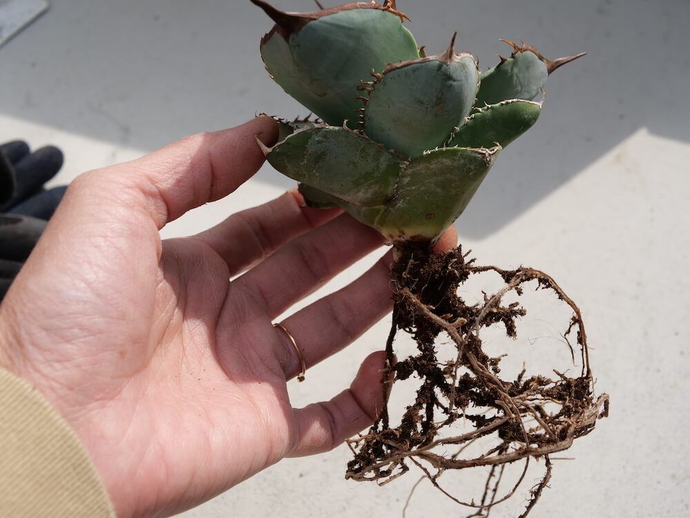 アガベ 植え替え 太い根の切り口を乾燥