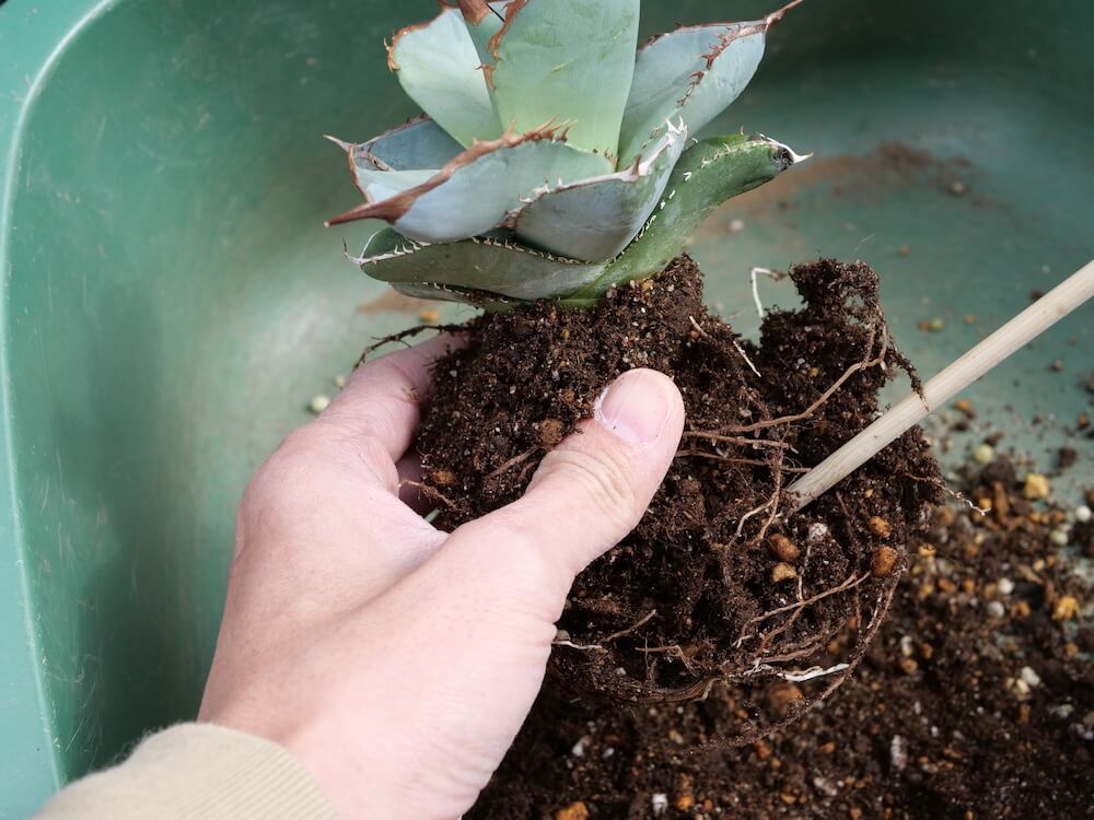 アガベ 植え替え 根鉢を崩す