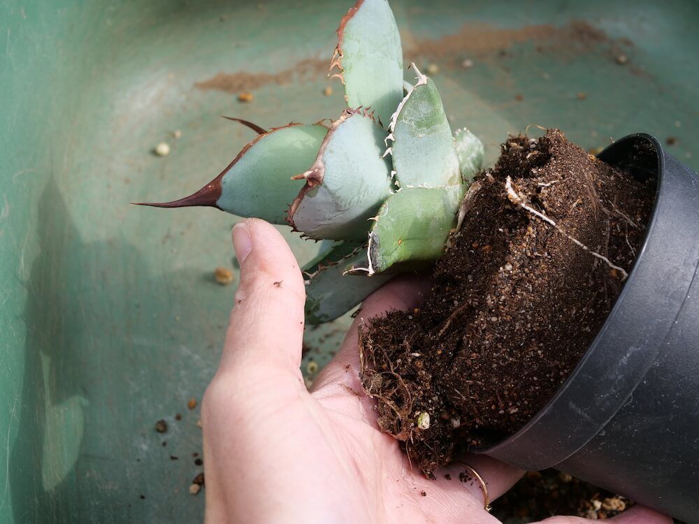 アガベ 植え替え ポットから取り出す
