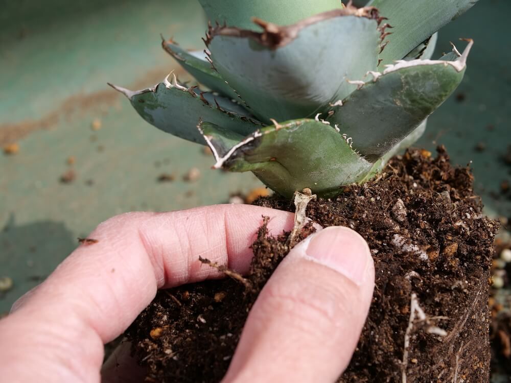 アガベ 植え替え 枯れた下葉などを取り除く