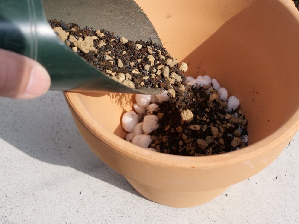 アガベ 植え替え 鉢の準備