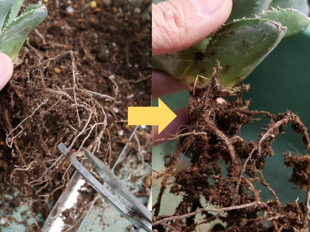 アガベ 植え替え 細い根や古い根を切る