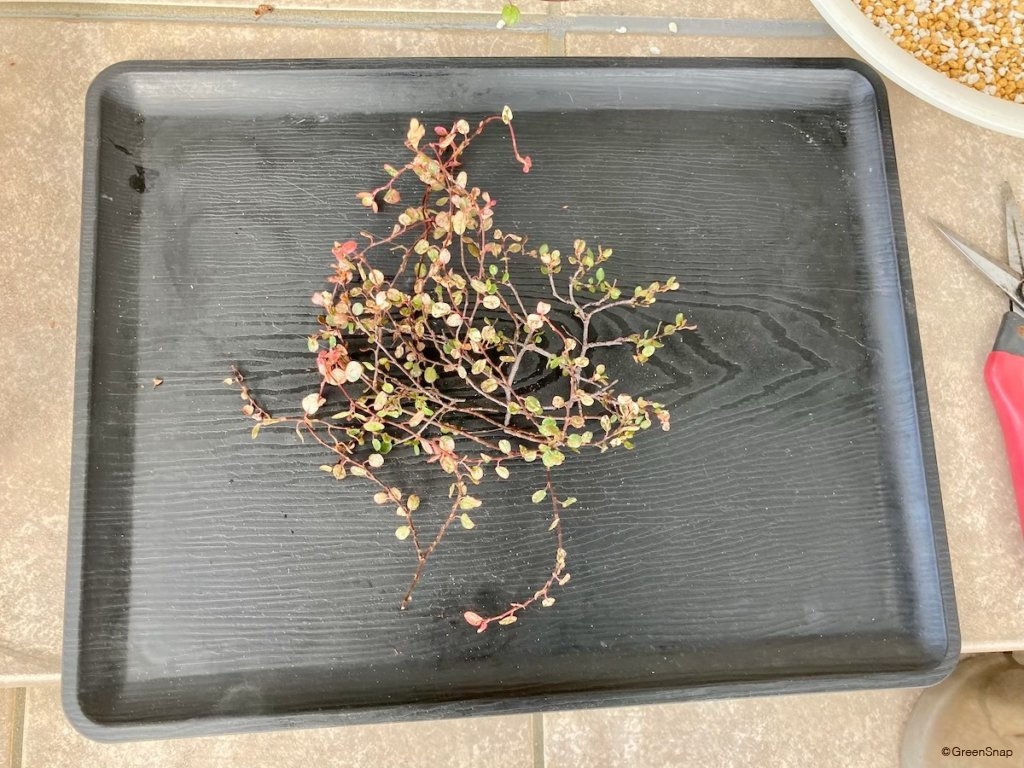 ワイヤープランツ 増やし方 剪定する