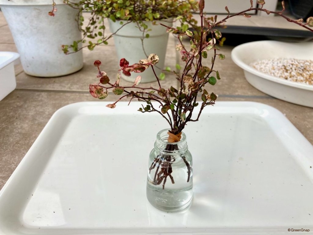 ワイヤープランツ 増やし方 挿し木 輪ゴムで束ねて水につける