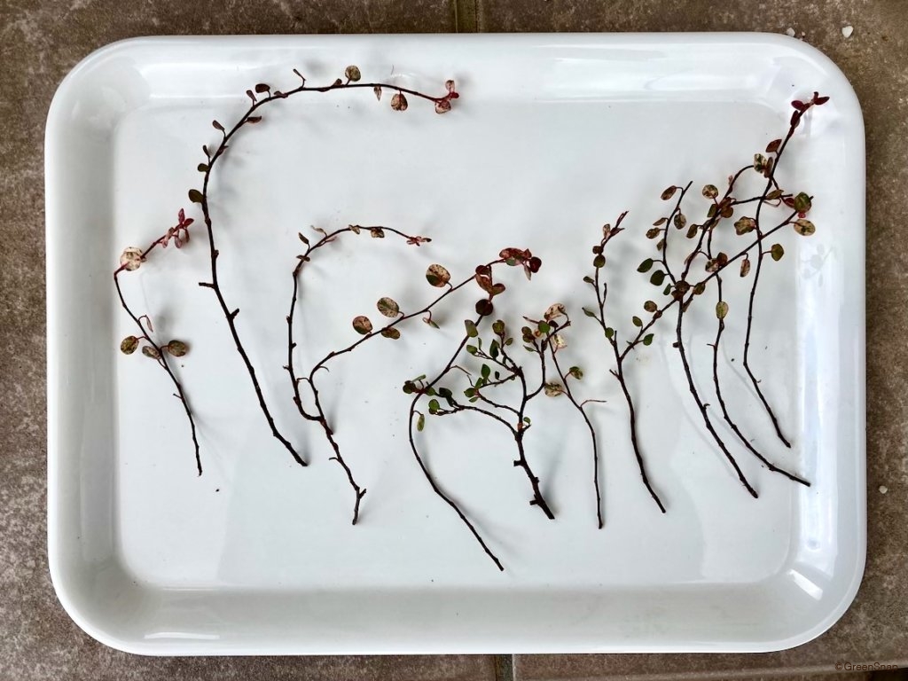 ワイヤープランツ 増やし方 挿し木 下葉を取り除く