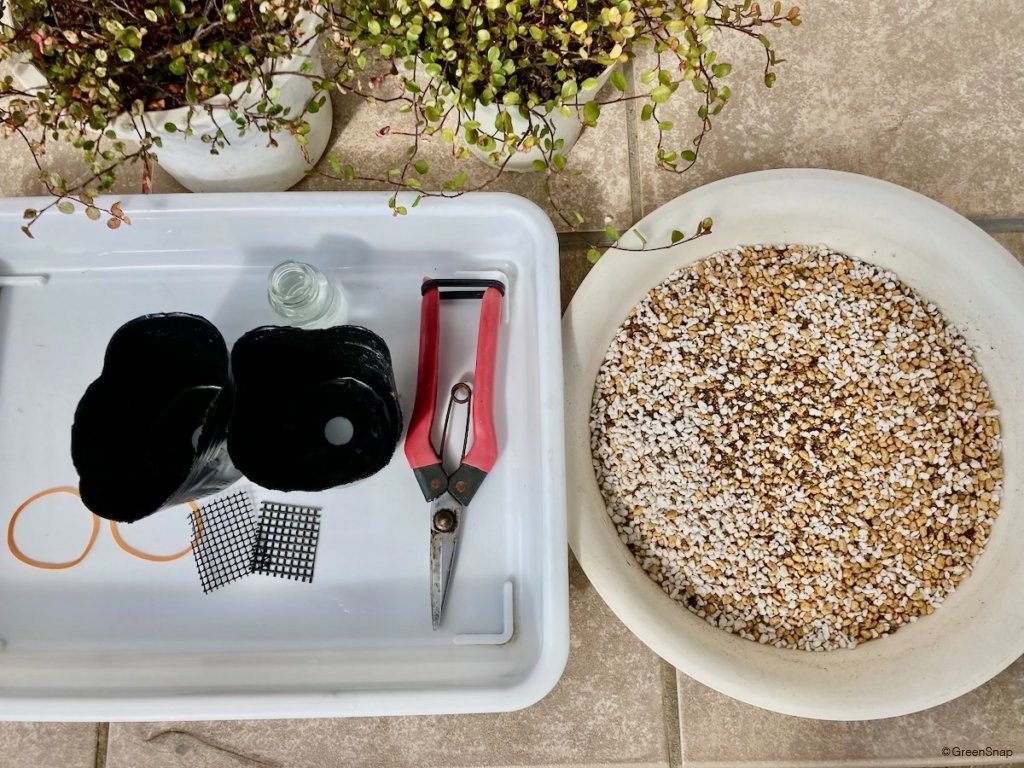 ワイヤープランツ 増やし方 挿し木 必要なもの