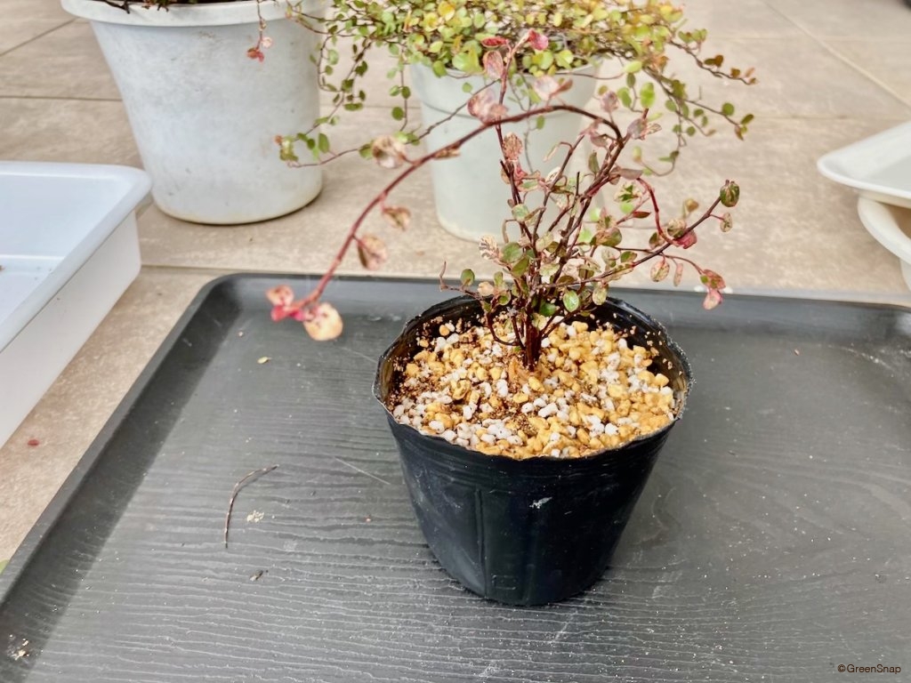 ワイヤープランツ 増やし方 挿し木 新しい土に挿す