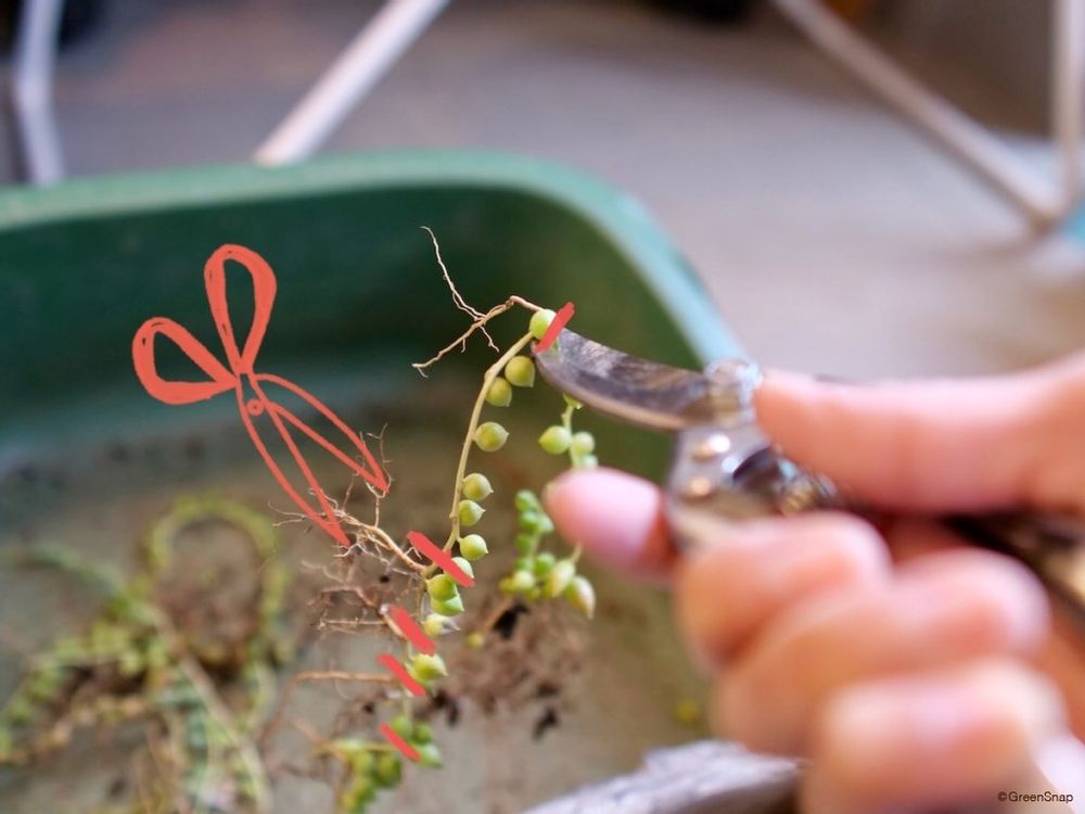 多肉植物 寄せ植え 長い多肉を切り分ける