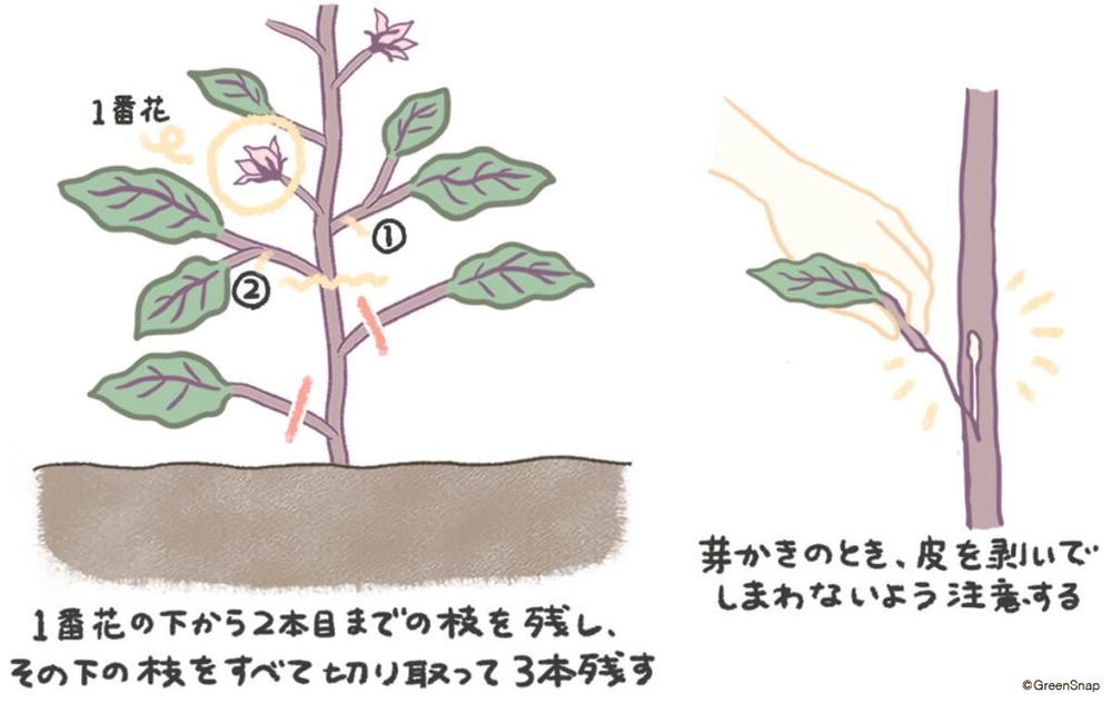 ナス 芽かき イラスト