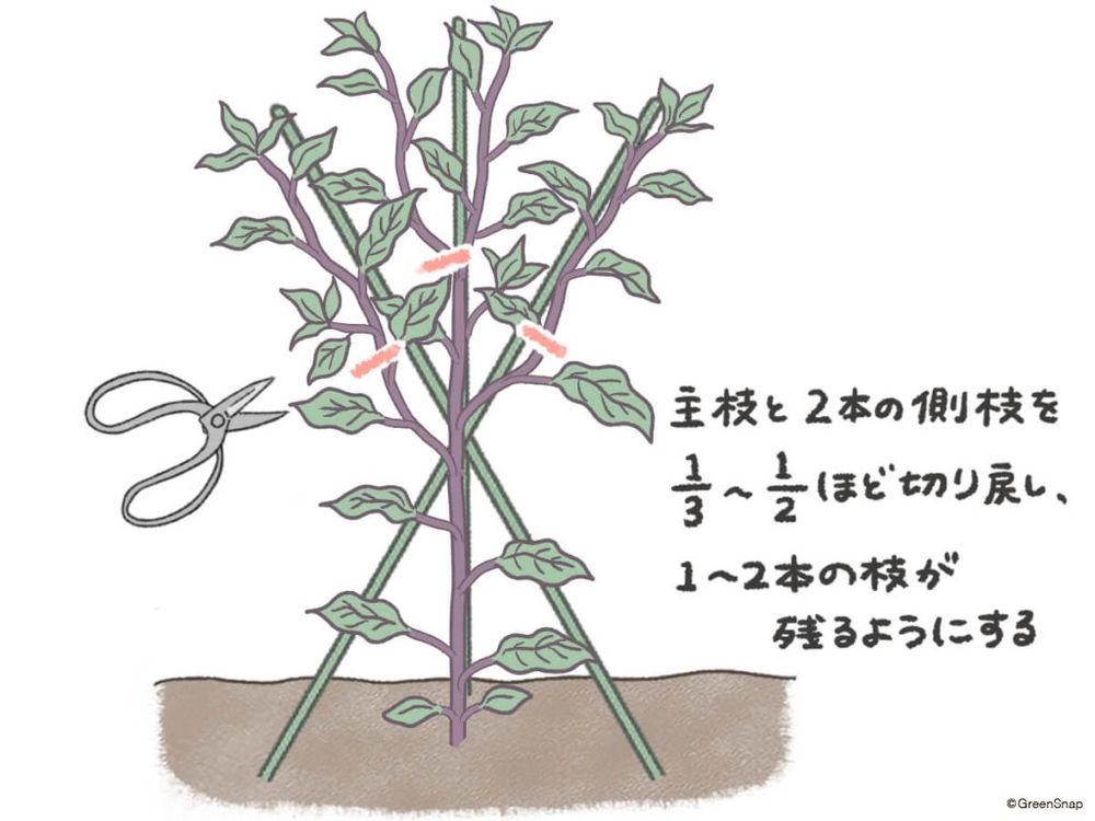 ナス 剪定 イラスト