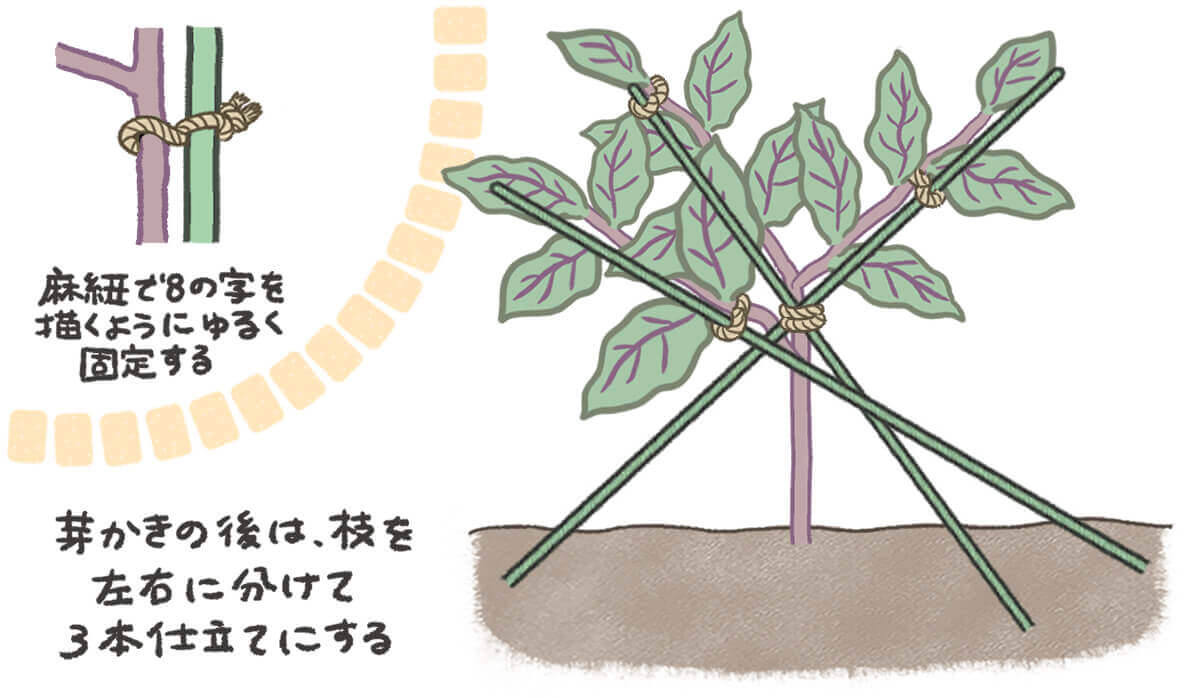 ナス 茄子 の育て方 剪定方法や支柱の立て方は 初心者でも簡単に栽培できる Greensnap グリーンスナップ