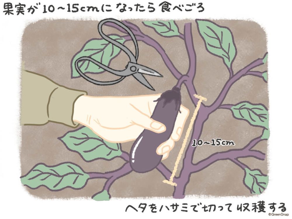 ナス 収穫 イラスト