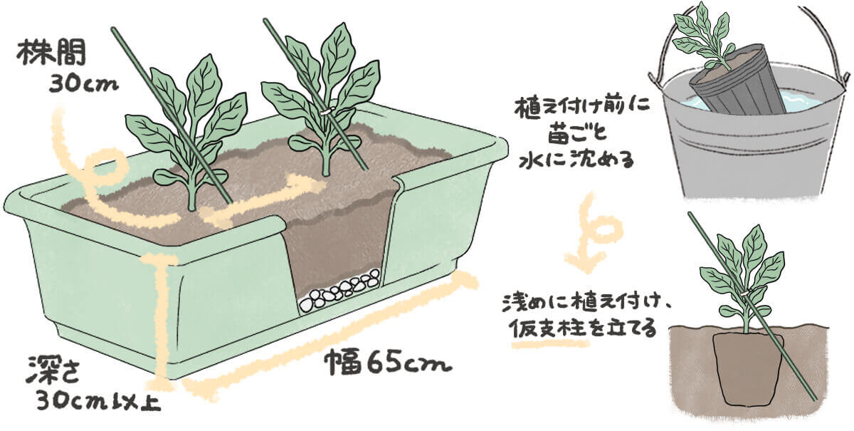 ナスのプランター栽培 容器の大きさ 水やりの頻度は 収穫までの期間は Greensnap グリーンスナップ
