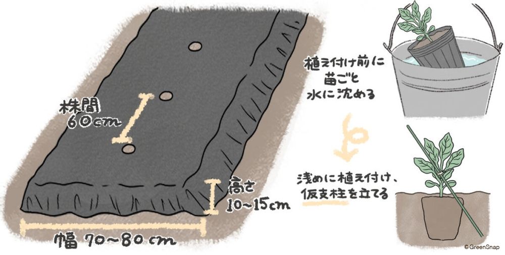 ナス 植え付け 地植え イラスト