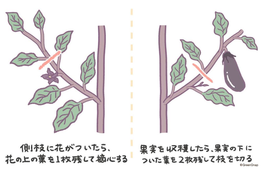 ナス 整枝 イラスト