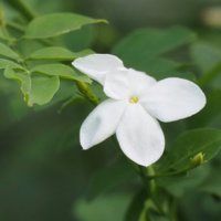ジャスミン(茉莉花)の種類｜それぞれの写真や花の特徴、香りや用途は？の画像