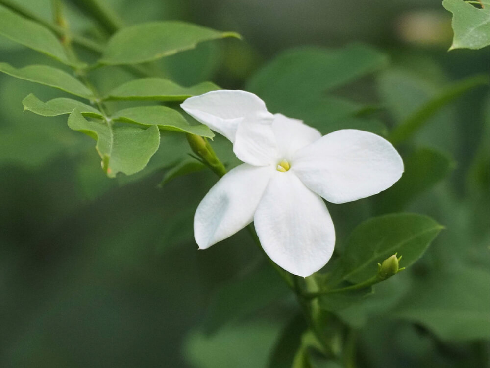 ジャスミン(茉莉花)の種類｜それぞれの写真や花の特徴、香りや用途は