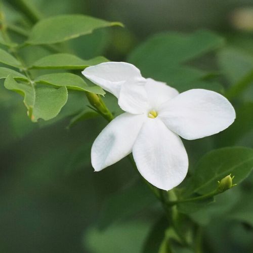 ジャスミン 茉莉花 の種類 それぞれの写真や花の特徴 香りや用途は Greensnap グリーンスナップ