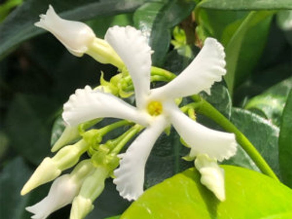 スタージャスミン