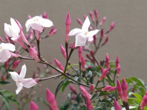 ジャスミン 茉莉花 の種類 それぞれの写真や花の特徴 香りや用途は Greensnap グリーンスナップ