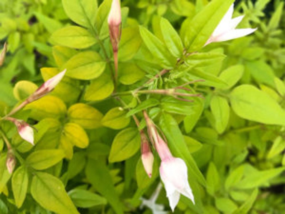 フィオナ・サンライズ