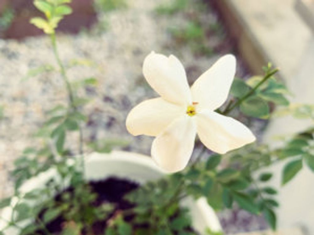 ホワイトプリンセス