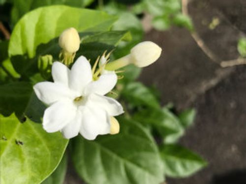 ジャスミン 茉莉花 の種類 それぞれの写真や花の特徴 香りや用途は Greensnap グリーンスナップ