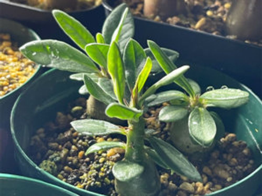 パキポディウム・サキュレンタム　水やり