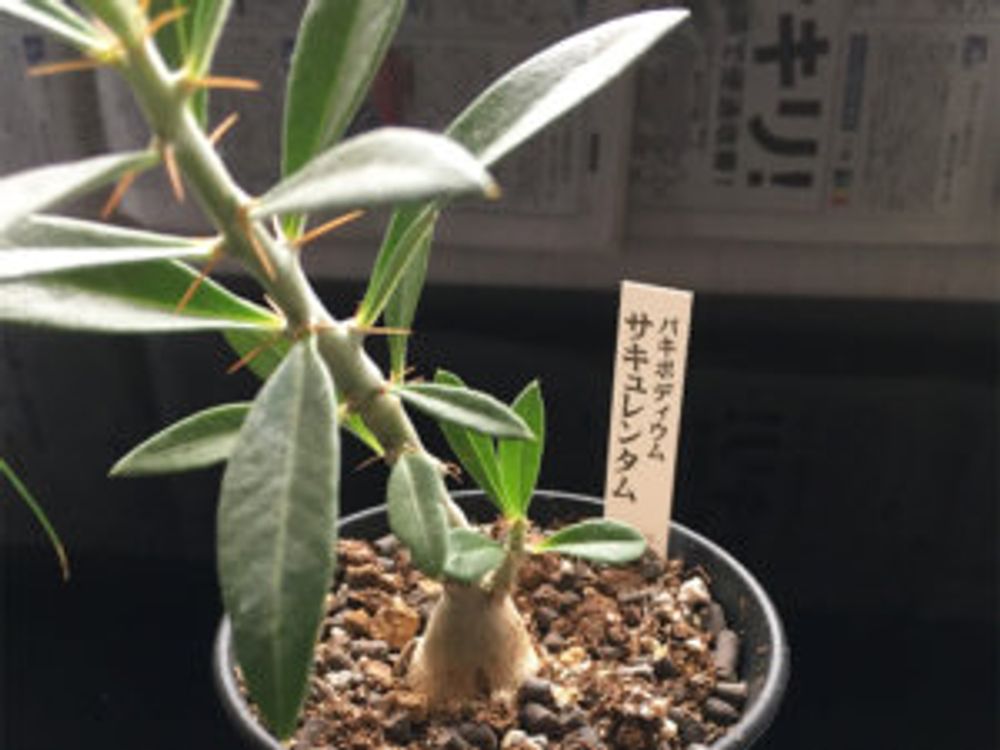 パキポディウム・サキュレンタム　鉢植え