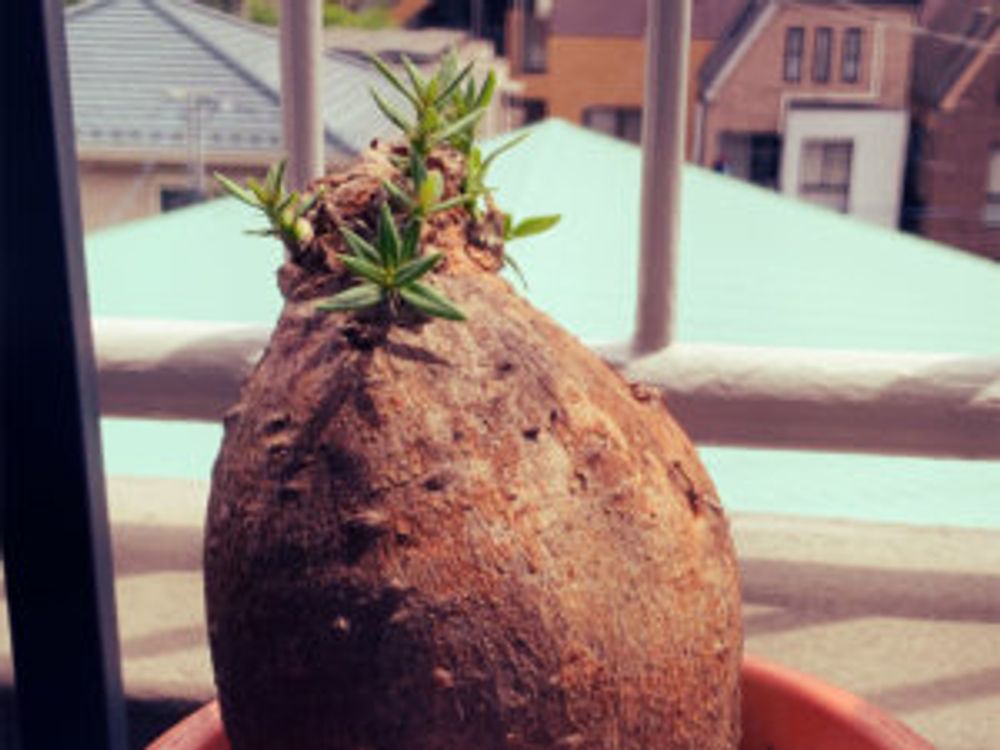 パキポディウム・サキュレンタム　剪定