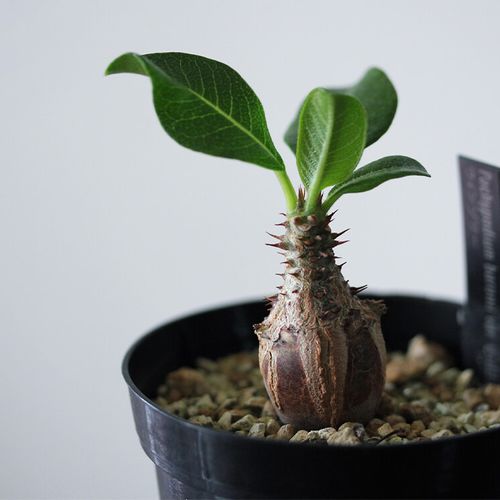 パキポディウム・ウィンゾリー｜水やりや植え替えのタイミング、剪定や  