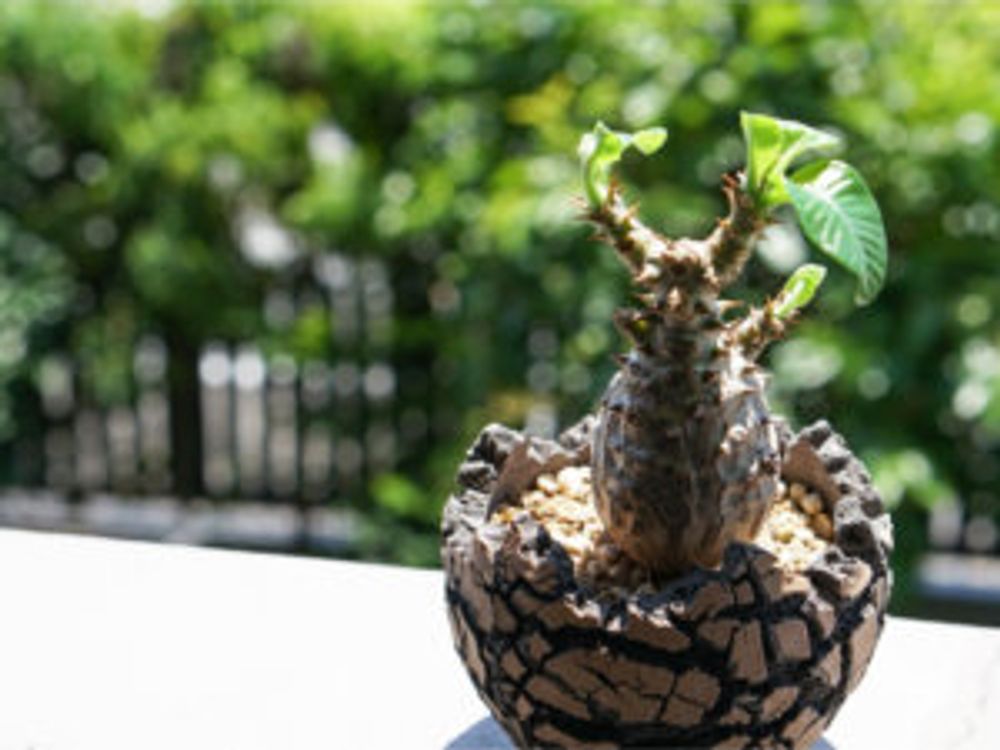 パキポディウム・ウィンゾリー　屋外