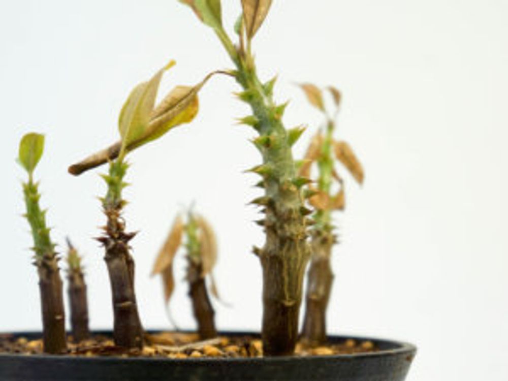 パキポディウム・バロニー　芽　沢山