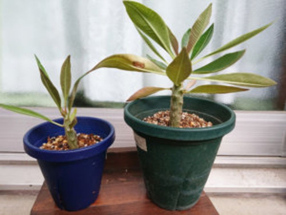 パキポディウム・バロニー　二つ