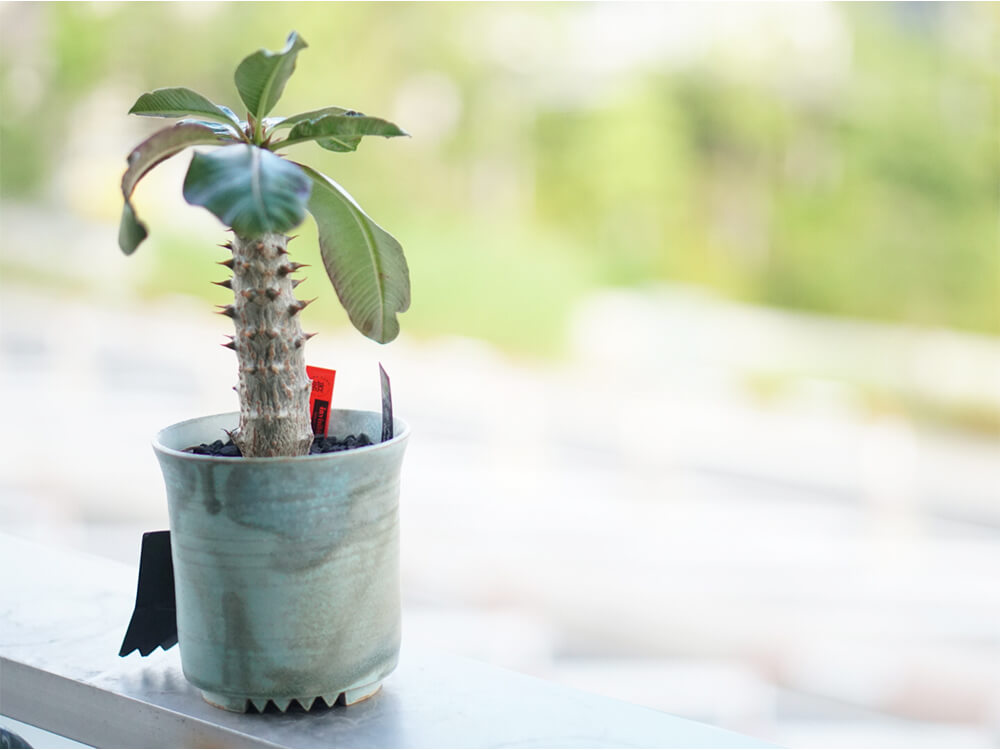 塊根植物 パキポディウム　バロニー パキポディウム ウィンゾリー（現地球） Pachypodium baronii